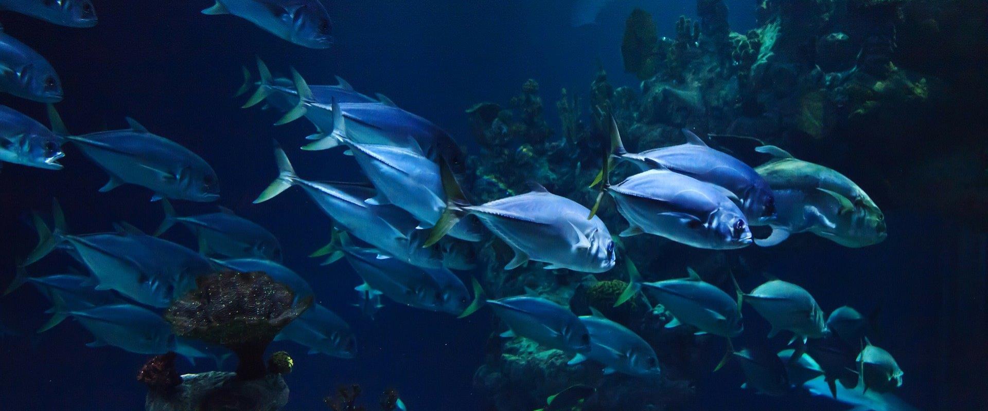 Promozione Acquario Hotel Genova - BW Plus City Hotel Genova